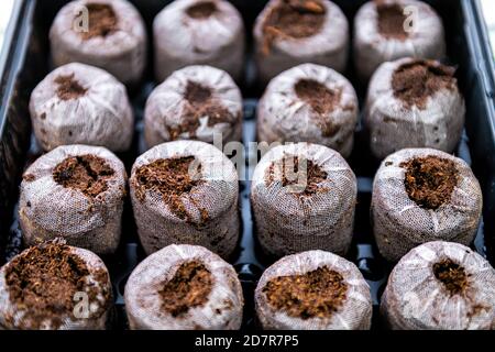 Pastilles de tourbe comprimés macro gros plan au-dessus de la vue en maille sur plateau noir pour plantes en pot récipients pour la culture de jardin intérieur semis pendant l'hiver Banque D'Images