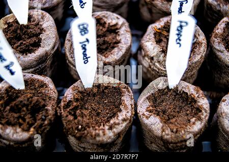 Pastilles de tourbe comprimés macro gros plan avec des signes pour les légumes dans filet sur plateau noir pour les récipients de plantes en pot pour la culture jardin intérieur semis du Banque D'Images