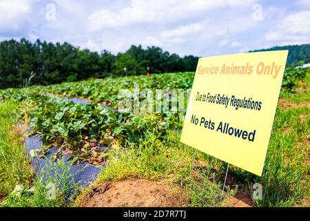 Fermeture de l'affiche de cueillette des fraises pour les animaux de service uniquement en raison de règlements sur la sécurité alimentaire les animaux ne sont pas admis pendant les activités printanières de l'été sur choisir votre propre Banque D'Images