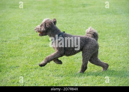 Caniche standard sur pelouse Banque D'Images