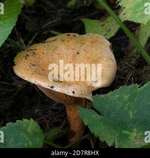 Un gros plan d'un grand champignon Lactarius thyinos dans Muskoka Banque D'Images