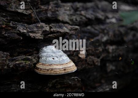 Fomes fomentarius champignon du sabot du cheval sur une bûche de bois dur Banque D'Images