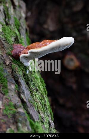 Champignons laqués en Polypore (Ganoderma tsugae) sur bois de pruche moussy. Banque D'Images