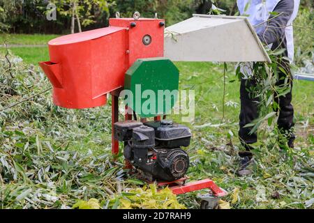 Arbre dans le pour la croissance verte de chipping sur une branche couper le retrait de l'arbre sur la machine à meuler Banque D'Images