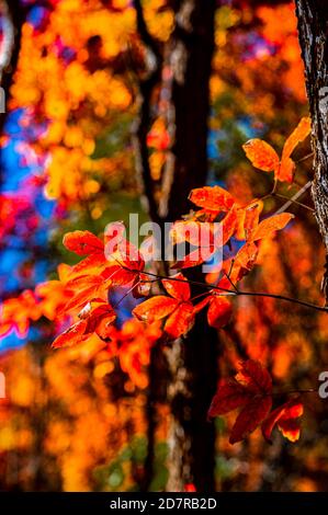 Changchun, Changchun, Chine. 25 octobre 2020. JilinÃ¯ÂμÅ'CHINA-15 octobre 2020, Parc Changchun Nanhu, Changchun, Jilin, feuilles rouges comme le feu, belle! Substances intoxicantes à base de feuilles d'érable rouges. Crédit : SIPA Asia/ZUMA Wire/Alay Live News Banque D'Images