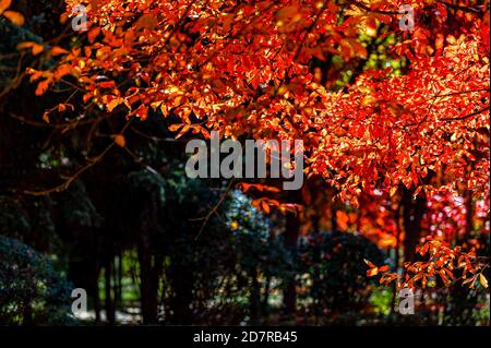 Changchun, Changchun, Chine. 25 octobre 2020. JilinÃ¯ÂμÅ'CHINA-15 octobre 2020, Parc Changchun Nanhu, Changchun, Jilin, feuilles rouges comme le feu, belle! Substances intoxicantes à base de feuilles d'érable rouges. Crédit : SIPA Asia/ZUMA Wire/Alay Live News Banque D'Images