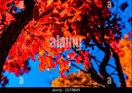 Changchun, Changchun, Chine. 25 octobre 2020. JilinÃ¯ÂμÅ'CHINA-15 octobre 2020, Parc Changchun Nanhu, Changchun, Jilin, feuilles rouges comme le feu, belle! Substances intoxicantes à base de feuilles d'érable rouges. Crédit : SIPA Asia/ZUMA Wire/Alay Live News Banque D'Images