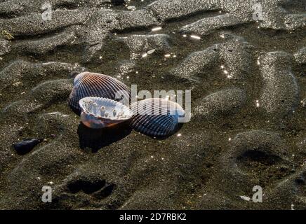 Trois coquilles de palourdes sur la plage à marée basse, ondule des vagues de recul. Détails sur les coques, contraste et texture. Banque D'Images