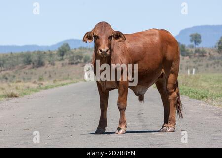 Brahman Bull debout sur une route, Queensland australien Banque D'Images