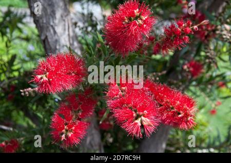 Pinceau à fond rouge ou callistemon (Callistemon citrinus ou Melaleuca citrina, originaire d'Australie) en fleur, Melbourne Banque D'Images