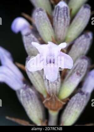 Photo macro de fleur de lavande Banque D'Images