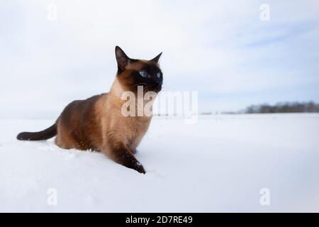 Chat en hiver. Le chat siamois marche sur les dérives. Banque D'Images