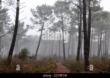 France, Aquitaine, Gironde, un mouillage brumeux dans la forêt des Landes où le brouillard lutte pour se dissiper avant le lever du soleil. Banque D'Images