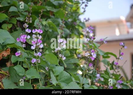 légumes dans le jardin. Banque D'Images