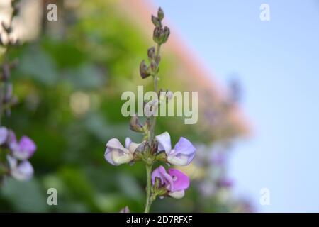 légumes dans le jardin. Banque D'Images