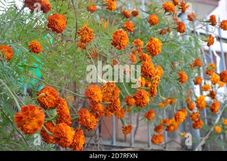 Fleurs Marigold. Emplacement de l'image: Katmandou, Népal Banque D'Images