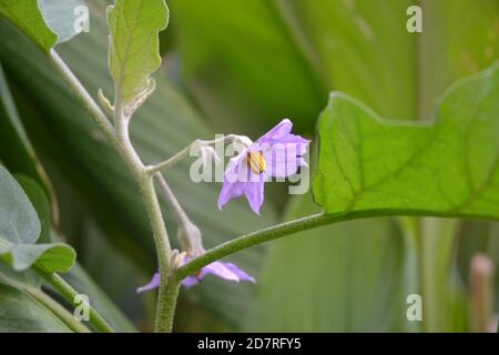 légumes dans le jardin. Banque D'Images