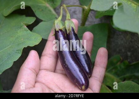 légumes dans le jardin. Banque D'Images