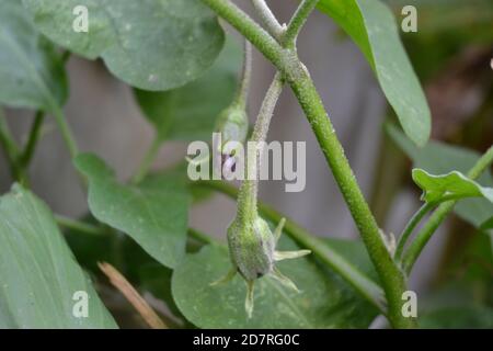 légumes dans le jardin. Banque D'Images