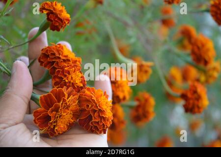 Fleurs Marigold. Emplacement de l'image: Katmandou, Népal Banque D'Images