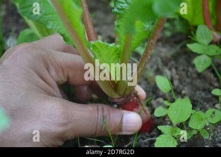 légumes dans le jardin. Banque D'Images