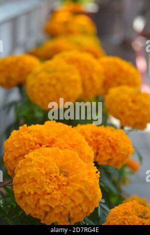 Fleurs Marigold. Emplacement de l'image: Katmandou, Népal Banque D'Images