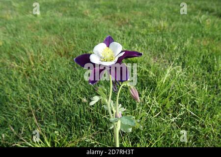 Fleur Aquilegia violette avec étamine jaune Banque D'Images