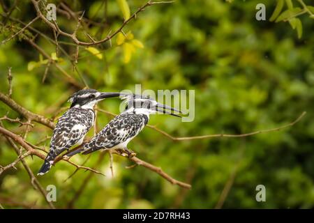 Une paire de Pied Kingfisher (Ceryle rudis) assis sur une branche, parc national de la Reine Elizabeth, Ouganda. Banque D'Images