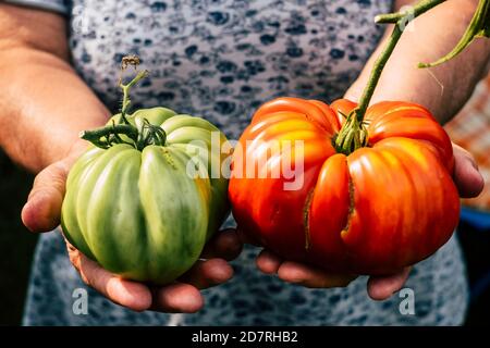 Couple de grosses tomates rouges et vertes de bio Farm concept d'agriculture - couple de femmes âgées mains tenir et montrez des légumes naturels et sains Banque D'Images