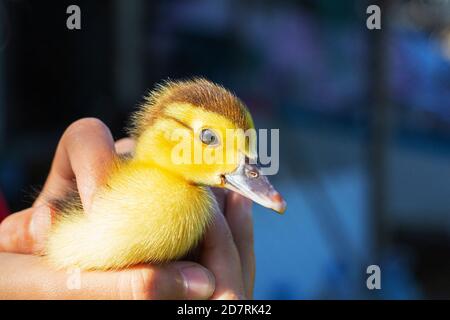 Chatouillement à la main, nouveau-né jaune. Animaux de compagnie. Banque D'Images