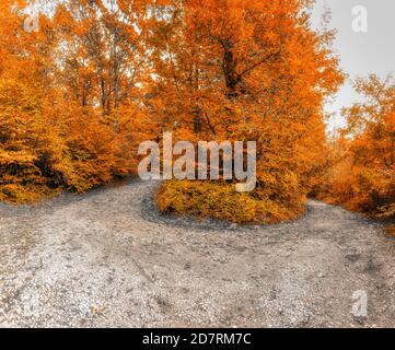 Sentier dans les bois du parc naturel en automne saison dans la journée brumeuse, parc naturel de Campo dei Fiori Varese Banque D'Images