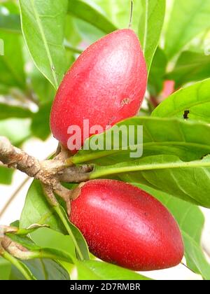 Gros plan vertical d'un fruit miracle sur un arbre branche avec feuillage frais Banque D'Images