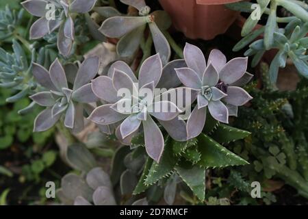 Echeveria est un grand genre de plantes à fleurs dans le Famille des Crassulacées Banque D'Images