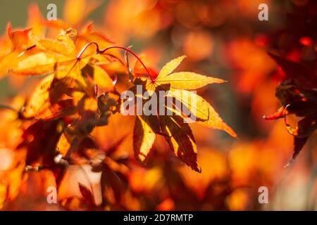 Gros plan sur les feuilles qui s'estompent en automne. Banque D'Images