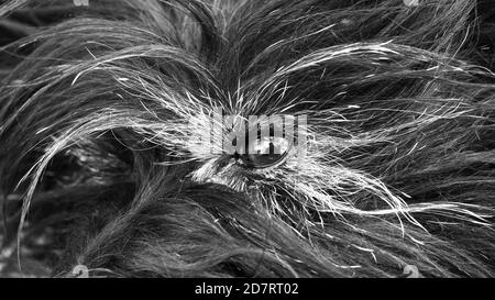 Cairn terrier gros plan Banque D'Images