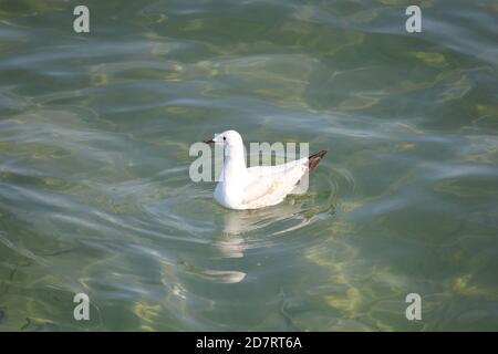 Mouette argentée (Larus novaehollandiae) à la surface de l'océan Banque D'Images