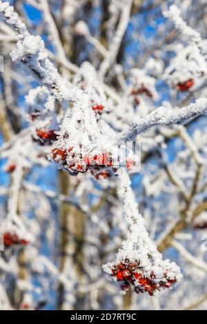 Baies de Rowan avec du givre sur une branche d'arbre Banque D'Images