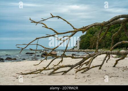 D'énormes branches d'un arbre tombé sur la plage de Ruegen île près de Schwarbe à la mer baltique Banque D'Images