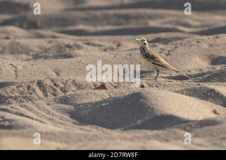 Grande larche de hoopoe sur la côte nord du Qatar Banque D'Images