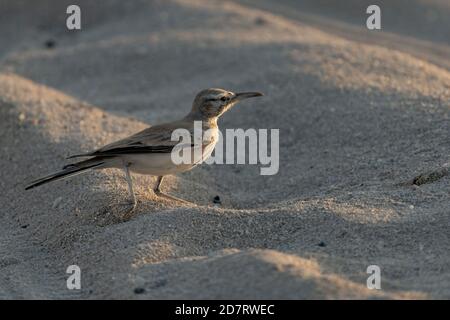 Grande larche de hoopoe sur la côte nord du Qatar Banque D'Images