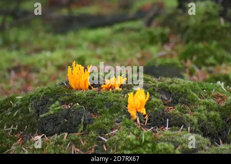 Champignons staghorn Banque D'Images