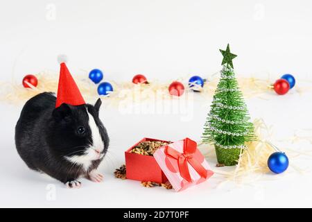 Portrait de cobaye mignon sur fond de Noël. Cochon d'Inde avec chapeau de noël. Contexte drôle du nouvel an. Banque D'Images