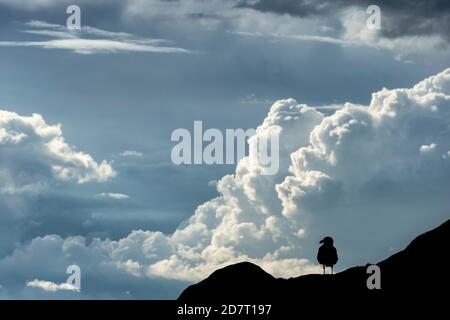 Grand Goéland à dos noir (Larus marinus) contre les nuages de tempête, Great Saltee Islands, Co. Wexford, Irlande Banque D'Images