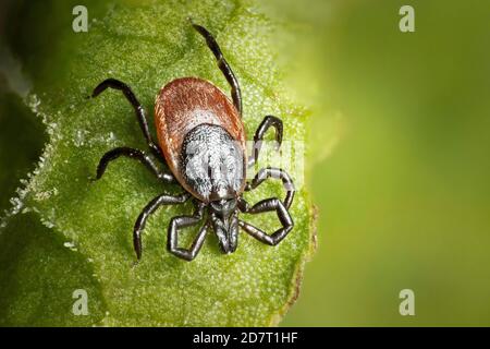 Tick de mouton (Ixodes ricinus) sur une lame d'herbe, Marshwood Vale, Dorset, Angleterre, Royaume-Uni Banque D'Images