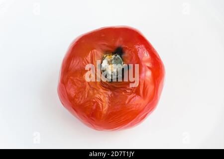 La tomate pourrie gâchée par les champignons et moisissure sur fond blanc. Stockage inapproprié des légumes. Banque D'Images