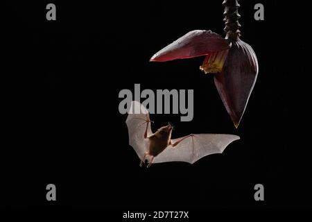 Bat de Nectar d'orange (Lonchophylla robusta) se nourrissant de fleurs de Banana (mousse d'inflorescence), forêt tropicale des basses terres, Costa Rica Banque D'Images