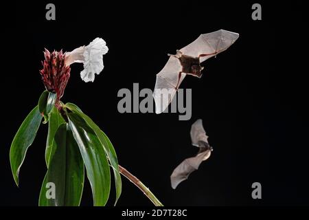 Bat long tongué de Pallas (Glossophaga soricina) se nourrissant de fleurs, forêt tropicale des basses terres, Costa Rica Banque D'Images