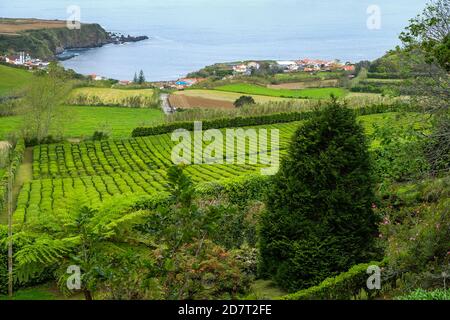 Plantation de thé à Porto Formoso sur la côte nord de l'île de Sao Miguel aux Açores. Banque D'Images