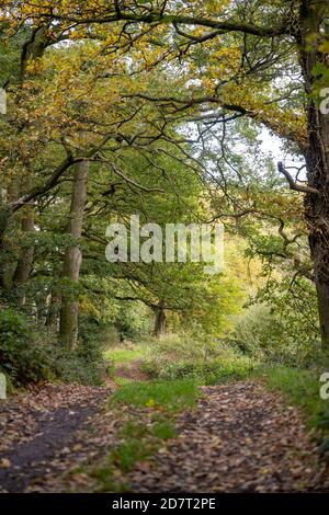 En regardant le long d'un chemin dans la réserve naturelle de Poles Coppice, Shropshire en automne avec des feuilles sur le sol et les arbres qui se transforment en couleur. Banque D'Images