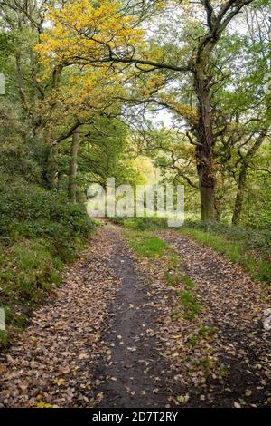 En regardant le long d'un chemin dans la réserve naturelle de Poles Coppice, Shropshire en automne avec des feuilles sur le sol et les arbres qui se transforment en couleur. Banque D'Images